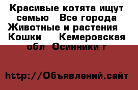 Красивые котята ищут семью - Все города Животные и растения » Кошки   . Кемеровская обл.,Осинники г.